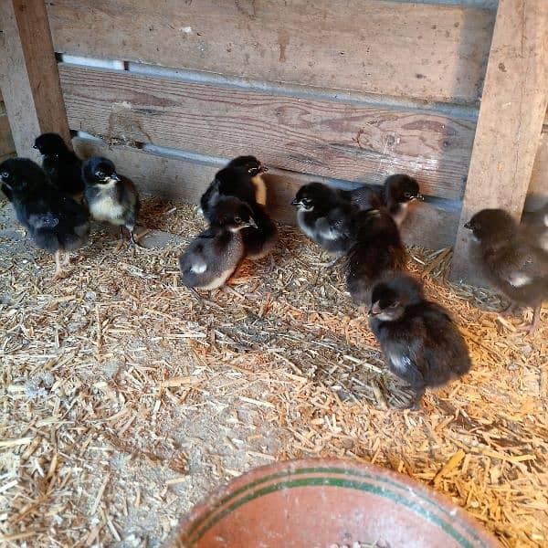 australorp 2