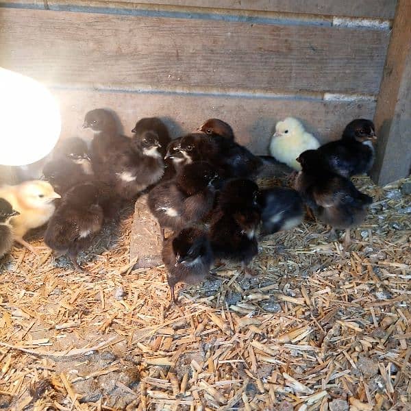 australorp 3