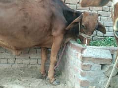 sahiwal 80-/-cow03146509166