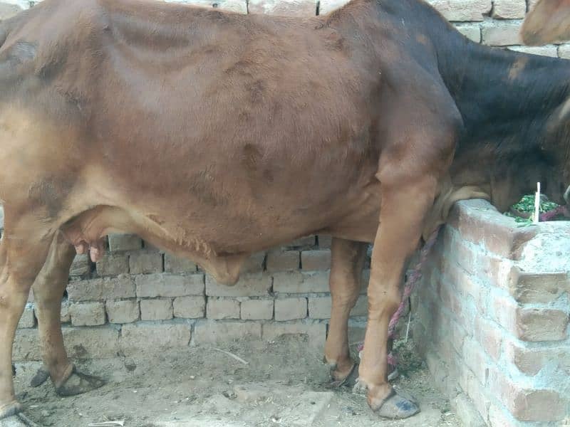 sahiwal 80-/-cow03146509166 1