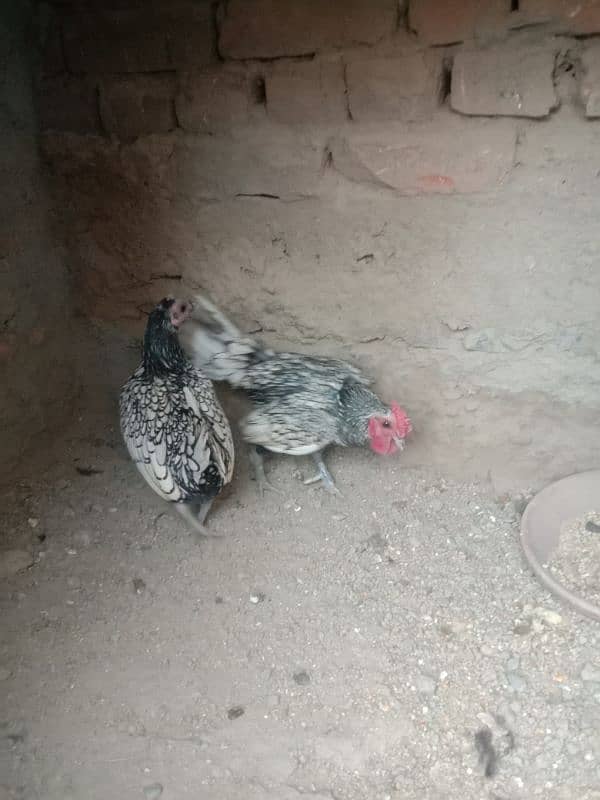 Brahma,Plymouth,Phoenix,Light Susex,Silkie,Buff,eggs&Chicks available 1