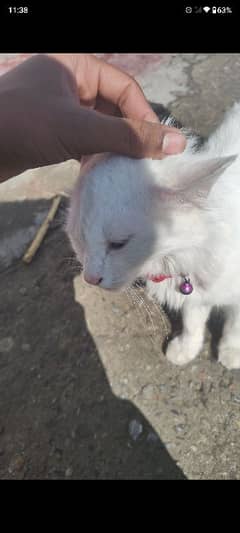 Persian cat yellow and blue eyes