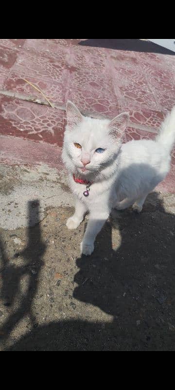 Persian cat yellow and blue eyes 1