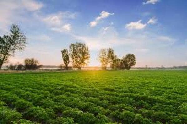 15 Acre Agricultural Land For Sale on Hujra Shah Muqeem Chunian Road Chunian 0