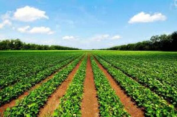 15 Acre Agricultural Land For Sale on Hujra Shah Muqeem Chunian Road Chunian 2