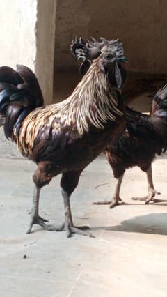 2 Roasters Ayam Cemani