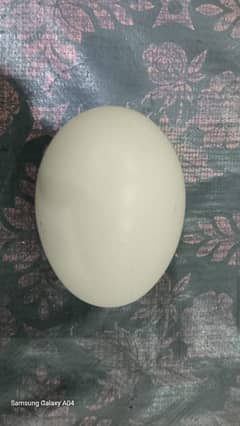 Aseel Heera egg