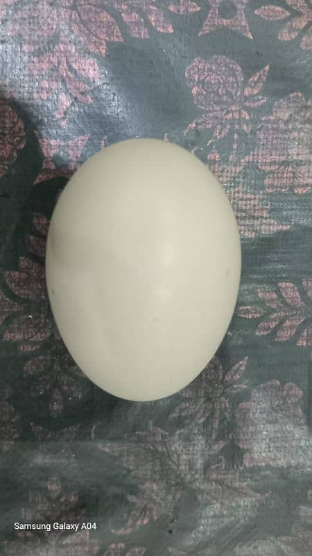 Aseel Heera egg 0