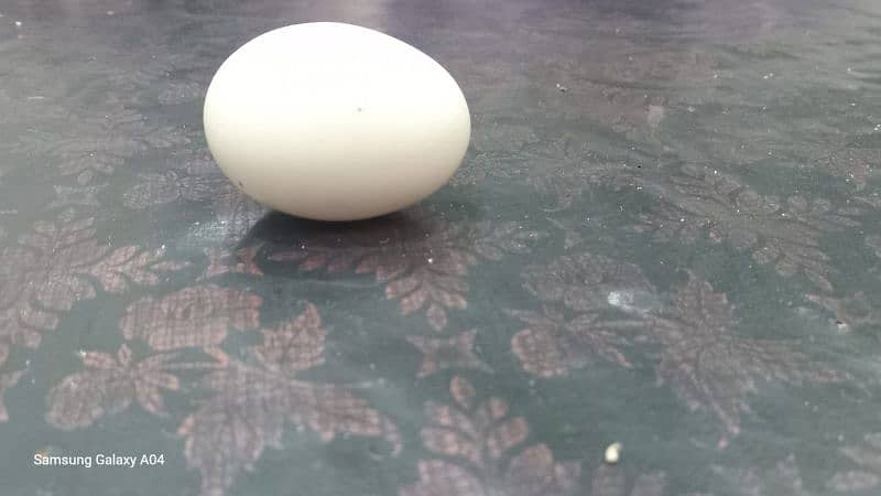 Aseel Heera egg 1