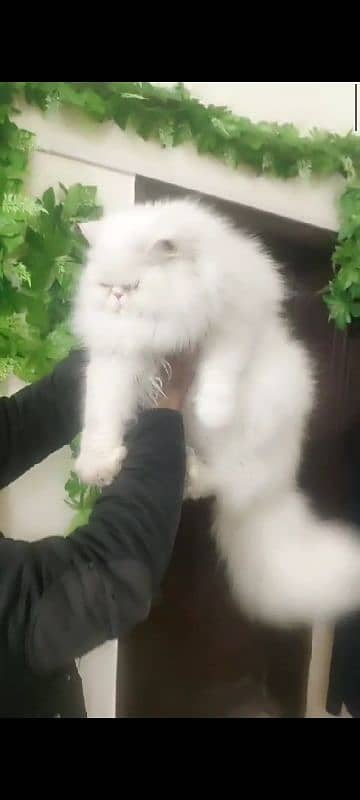 Persian male cat 3