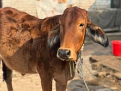 Brahman Bachri Wachi Heifer for Qurbani and Breeding