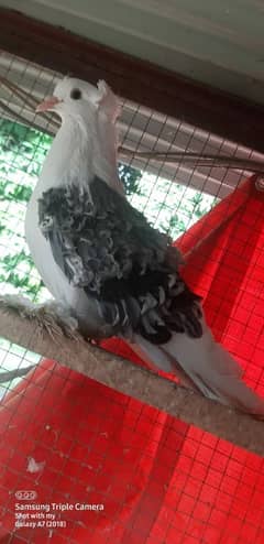 pigeons for sale