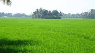 4 Acre Agricutural Land For Sale in Kot Radha Kishan