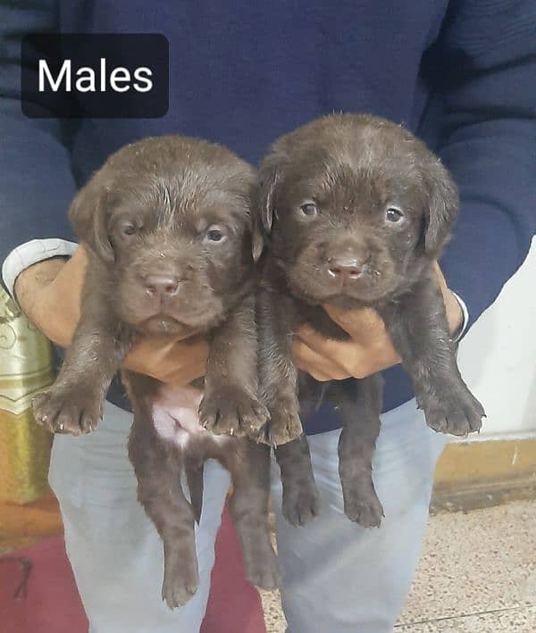 labrador puppies 1