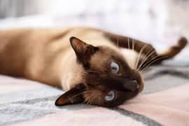 siamese cat female