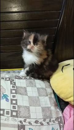 pairsian punch face healthy friendly and beautiful kitten for sale