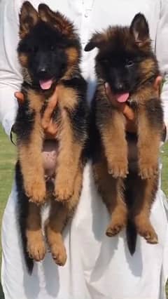 German Shepherd Pair For Sale / GSD / Long Coat Puppies