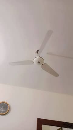 fan