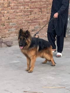 German Shepherd Pink pedigree male Dog