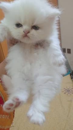 Punch Face Persian Kittens Up for new home