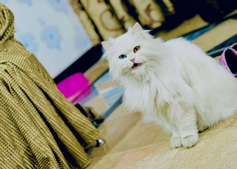 PERSIAN KITTENS HIGH QUALITY 1