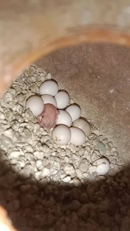 Budgie parrots,pair and green neck 0