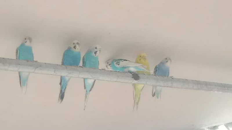 Budgie parrots,pair and green neck 1