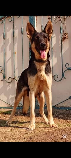 Alsatian female 12 months for sale