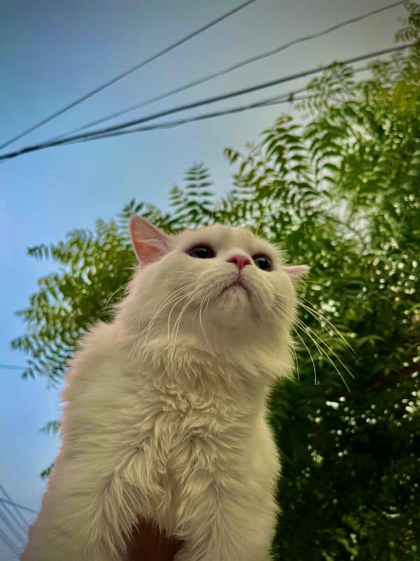 Persian Male Cat Tripple Coat For Sale 1