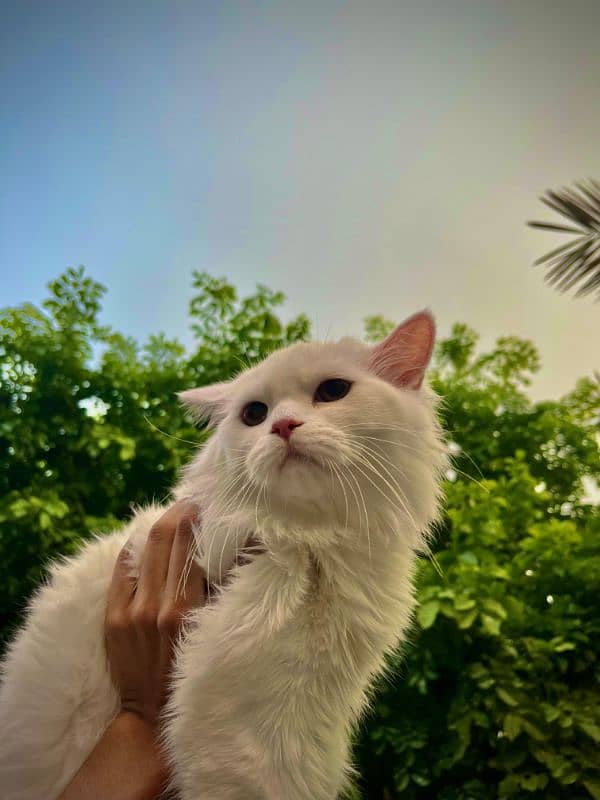 Persian Male Cat Tripple Coat For Sale 3