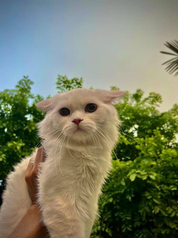 Persian Male Cat Tripple Coat For Sale 4