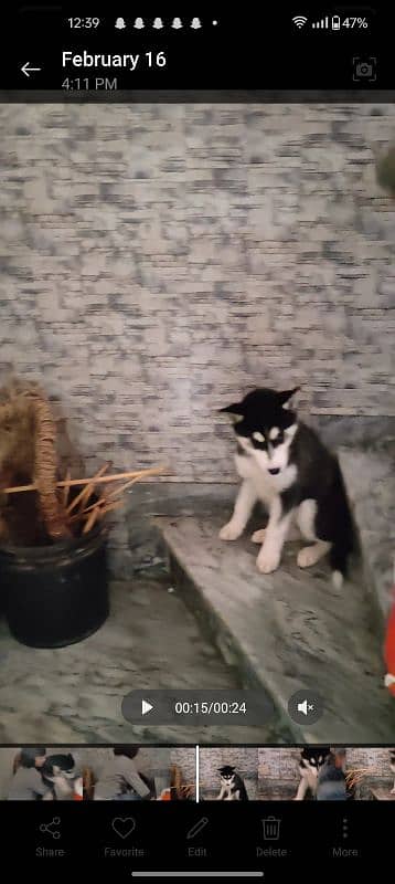 Husky female 2 month 0