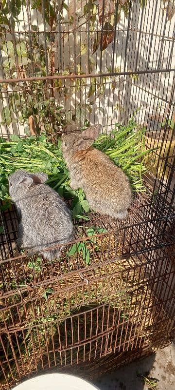 Giant Flemish bunnies 1