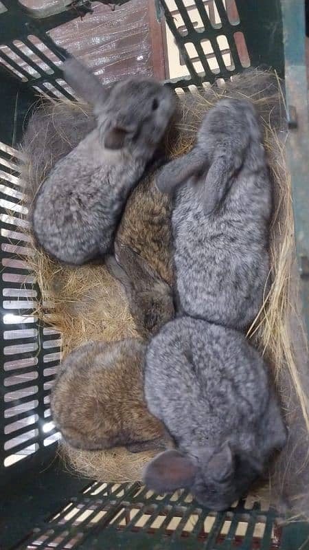 Giant Flemish bunnies 2