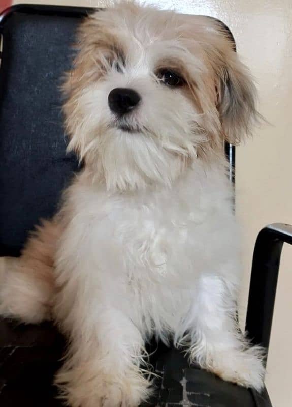 shihtzu puppy 1