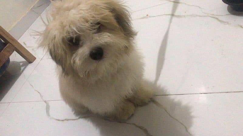 shihtzu puppy 4