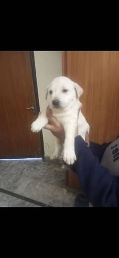 Labrador puppys