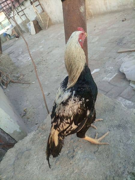 High quality phata for sale 1