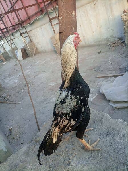 High quality phata for sale 2