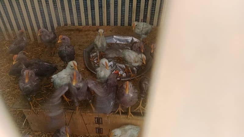 leghorn male chicks 3