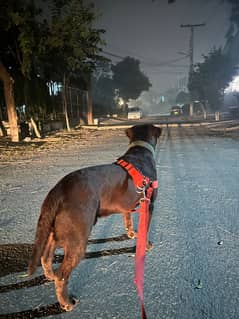 Friendly Adult Labrador Retriever