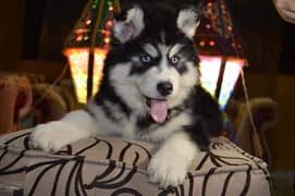 Siberian husky imported pedigree puppies available for sale