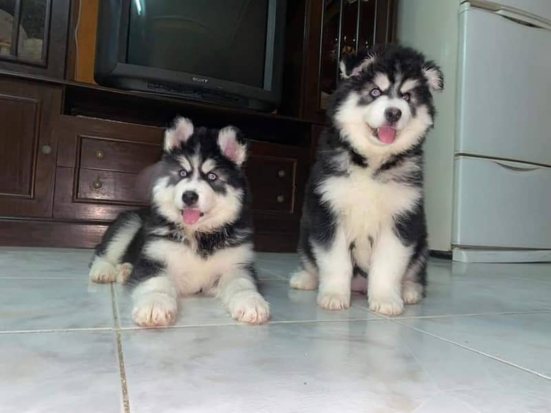 Siberian husky imported pedigree puppies available for sale 1