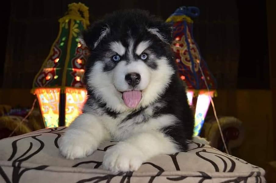 Siberian husky imported pedigree puppies available for sale 2