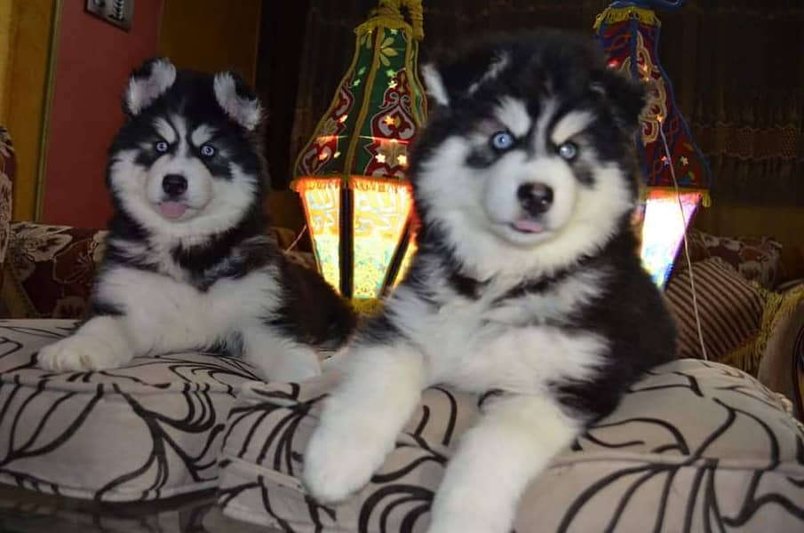 Siberian husky imported pedigree puppies available for sale 4