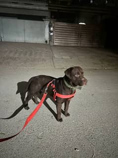 Friendly Adult Labrador Retriever