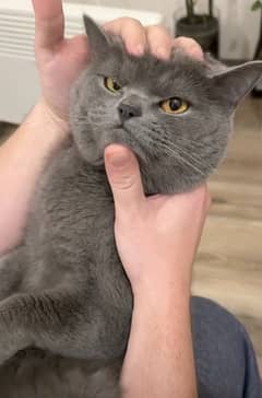 Scottish fold long hair available