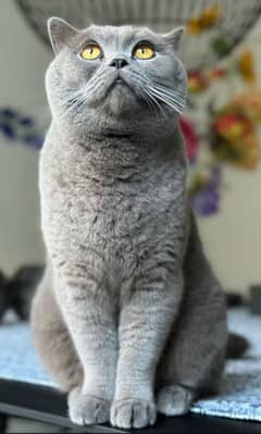 Scottish fold long hair available