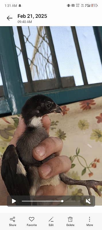 thai pkoy chicks 2