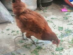 desi hen